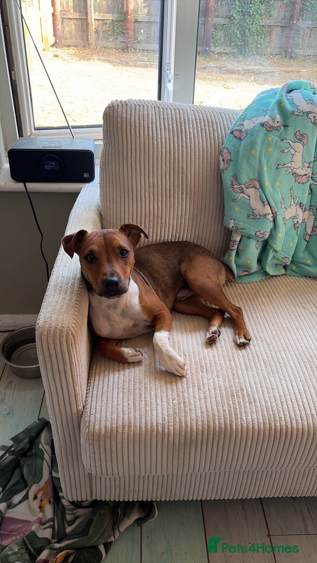 Mixed Breed dogs Terrier - Advert 2