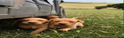 Labrador Retriever dogs for sale: Red Labrador Retriever puppies  - Advert 2