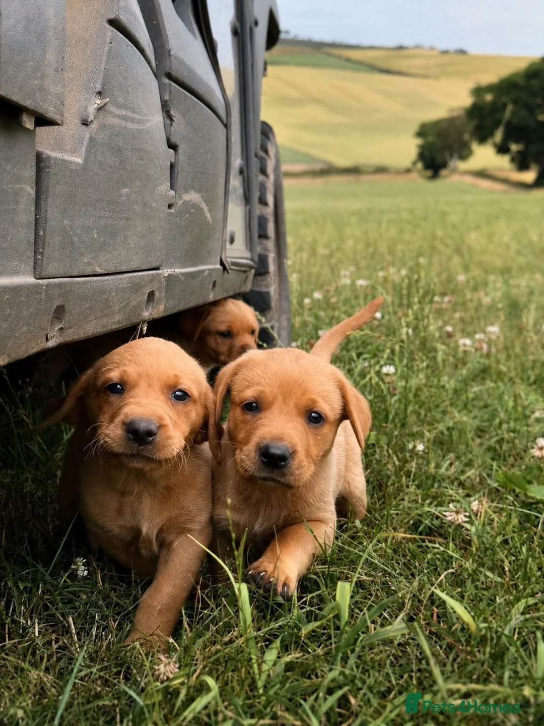 Labrador Retriever dogs for sale: Red Labrador Retriever puppies  - Advert 2