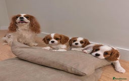 Cavalier King Charles Spaniel dogs for sale: High quality Cavalier King Charles Spaniel Puppies - Image 14