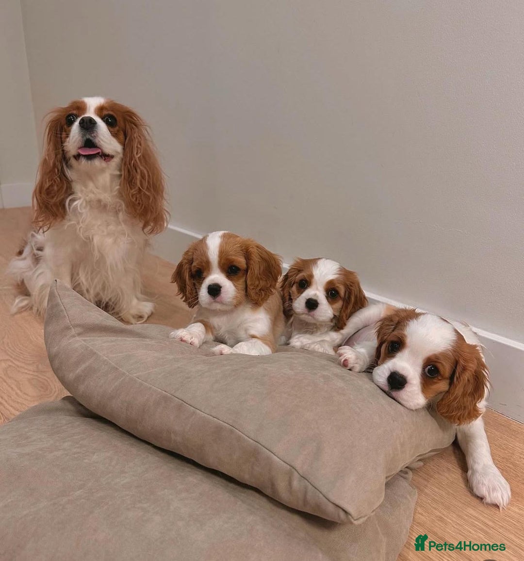 Cavalier King Charles Spaniel dogs for sale: High quality Cavalier King Charles Spaniel Puppies - Image 14