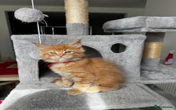Maine Coon cats for sale: Ginger Polydactyl Main Coon kittens available - Image 12