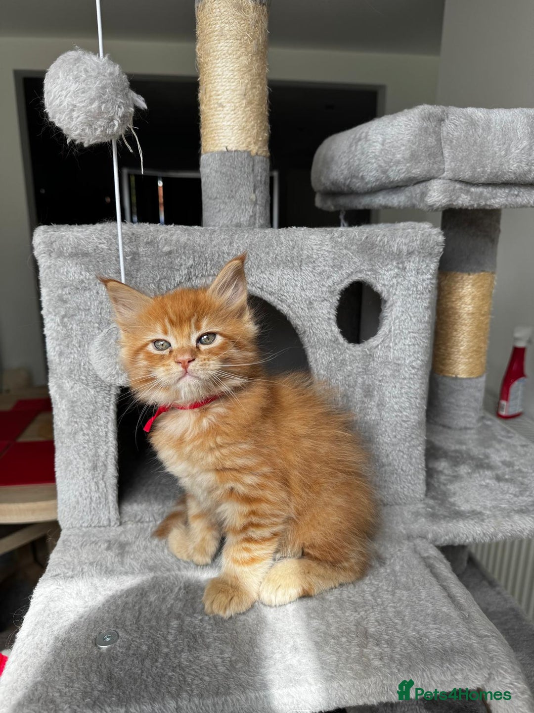Maine Coon cats for sale: Ginger Polydactyl Main Coon kittens available - Image 12