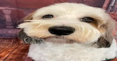 Cockapoo dogs Adorable cockapoo puppies LAST 2 remaining -  - Advert 4