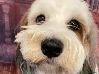 Cockapoo dogs Adorable cockapoo puppies - Advert 16