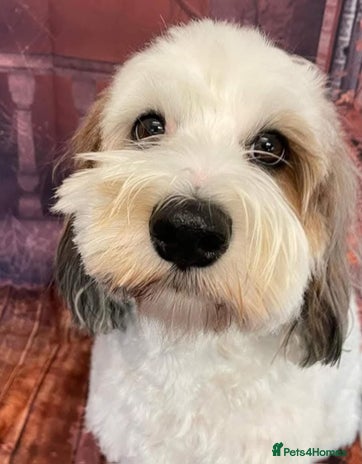 Cockapoo dogs - Advert 3