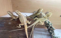 Bearded Dragon reptiles for sale: Baby Hypo Bearded Dragons - Image 4