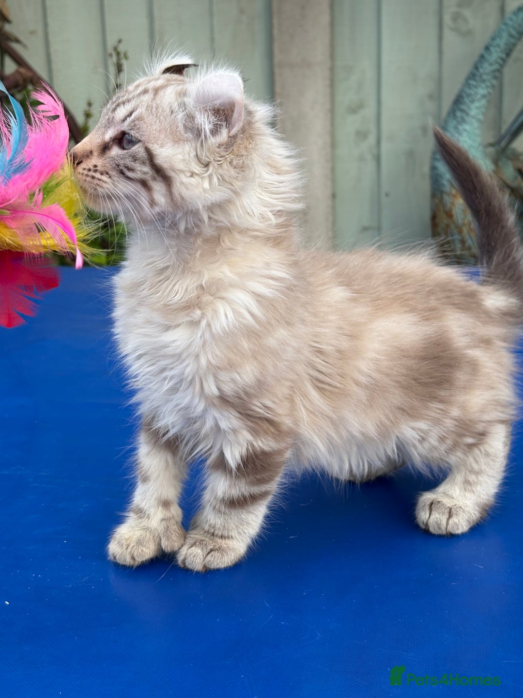 Keetso cats for sale: Stunning rare longhaired polydactyl curled eared  - Advert 22