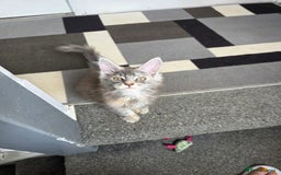 Maine Coon cats for sale: TICA REGISTERED STUNNING MAINE COON KITTENS  in Blackpool - Image 9