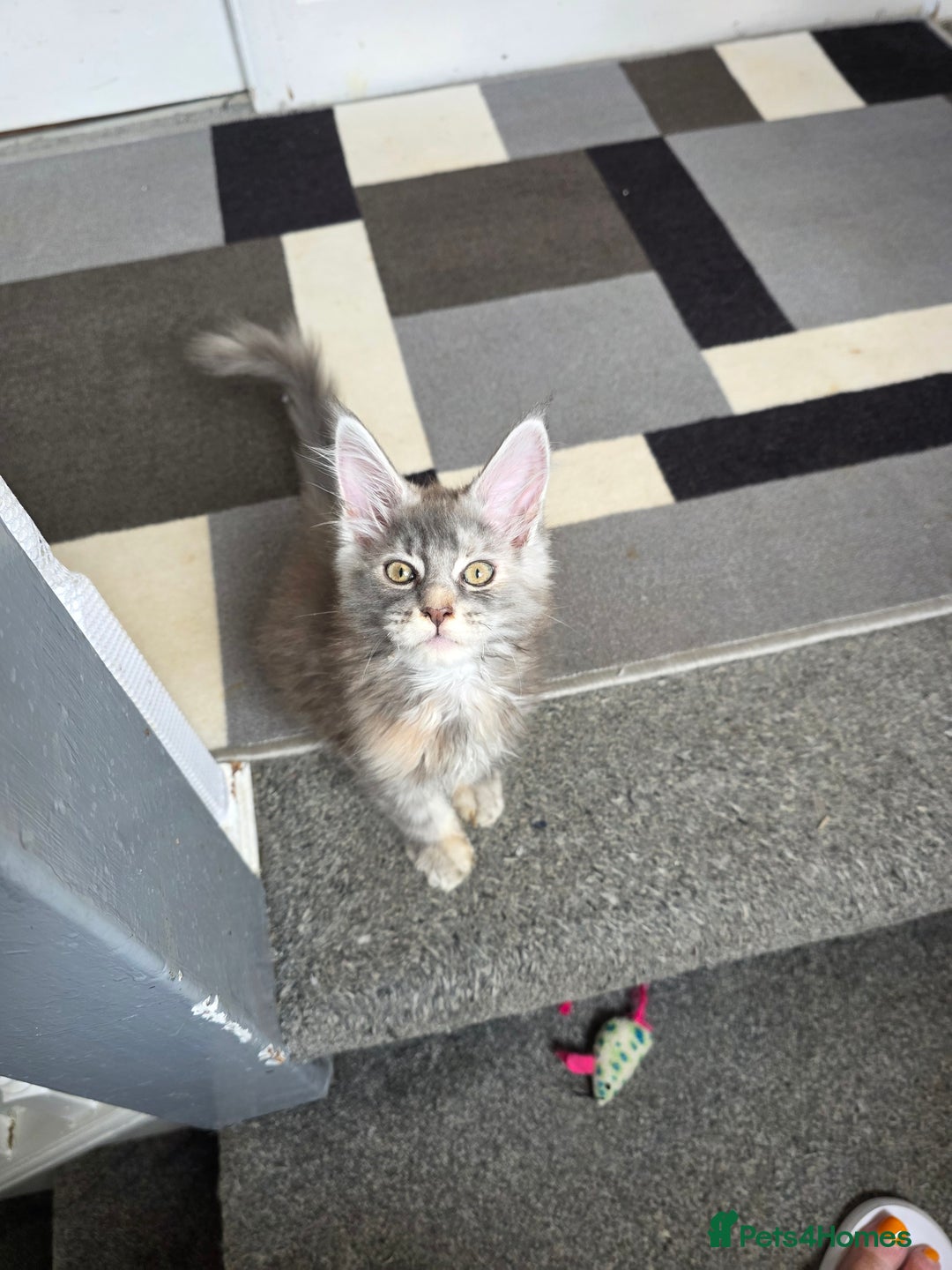 Maine Coon cats for sale: TICA REGISTERED STUNNING MAINE COON KITTENS  in Blackpool - Image 9