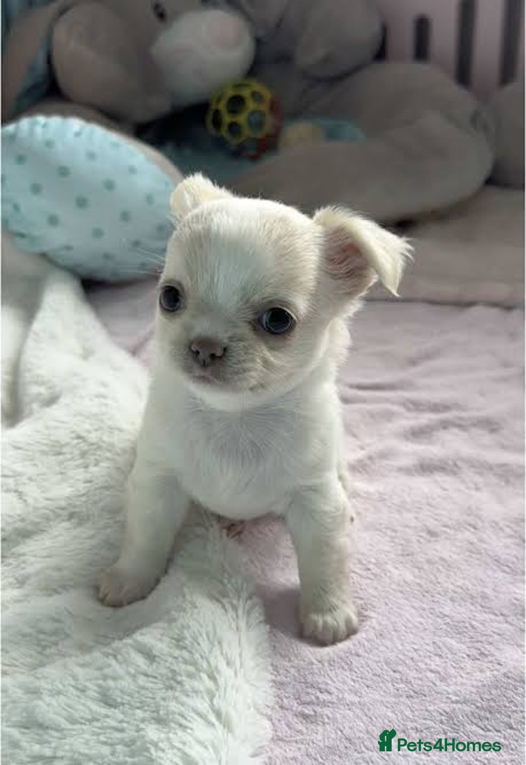 Chihuahua dogs for sale: Beautiful chihuahua puppies ready to leave now - Image 3