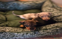 Dachshund dogs for sale: Mrs Kelly Armstrong  - Image 9