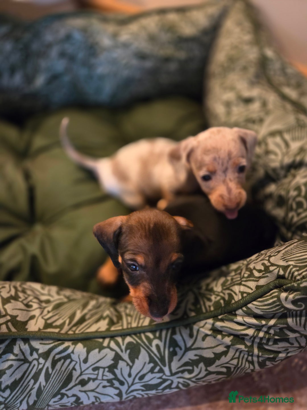 Dachshund dogs for sale: Mrs Kelly Armstrong  - Image 9