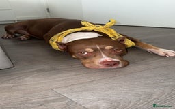 Mixed Breed dogs for sale: Miss Roxy - Image 3