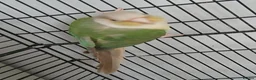 Conures birds for sale: Conure Parrot in Runcorn - Advert 8
