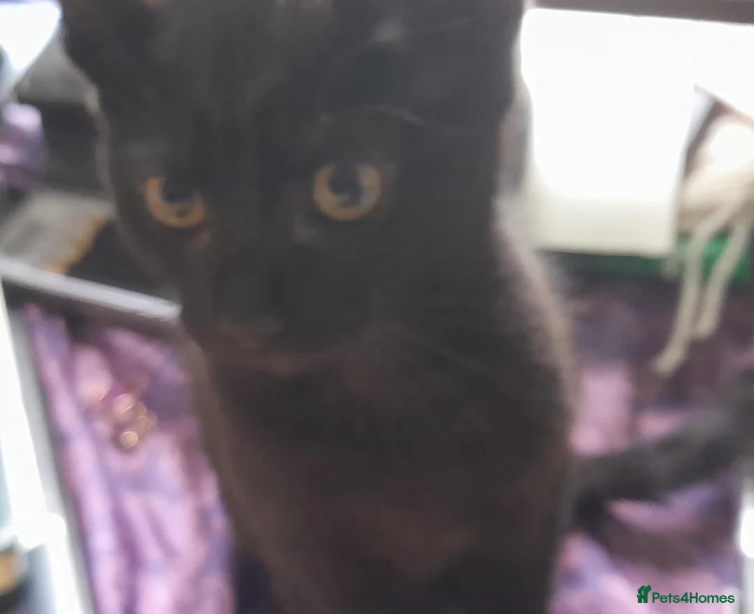 Mixed Breed cats for sale: Four lively black kittens for sale! in London - Advert 2