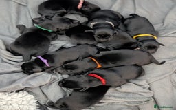 Flat coated Retriever dogs for sale: KC Flat Coated Retriever Puppies - Image 4