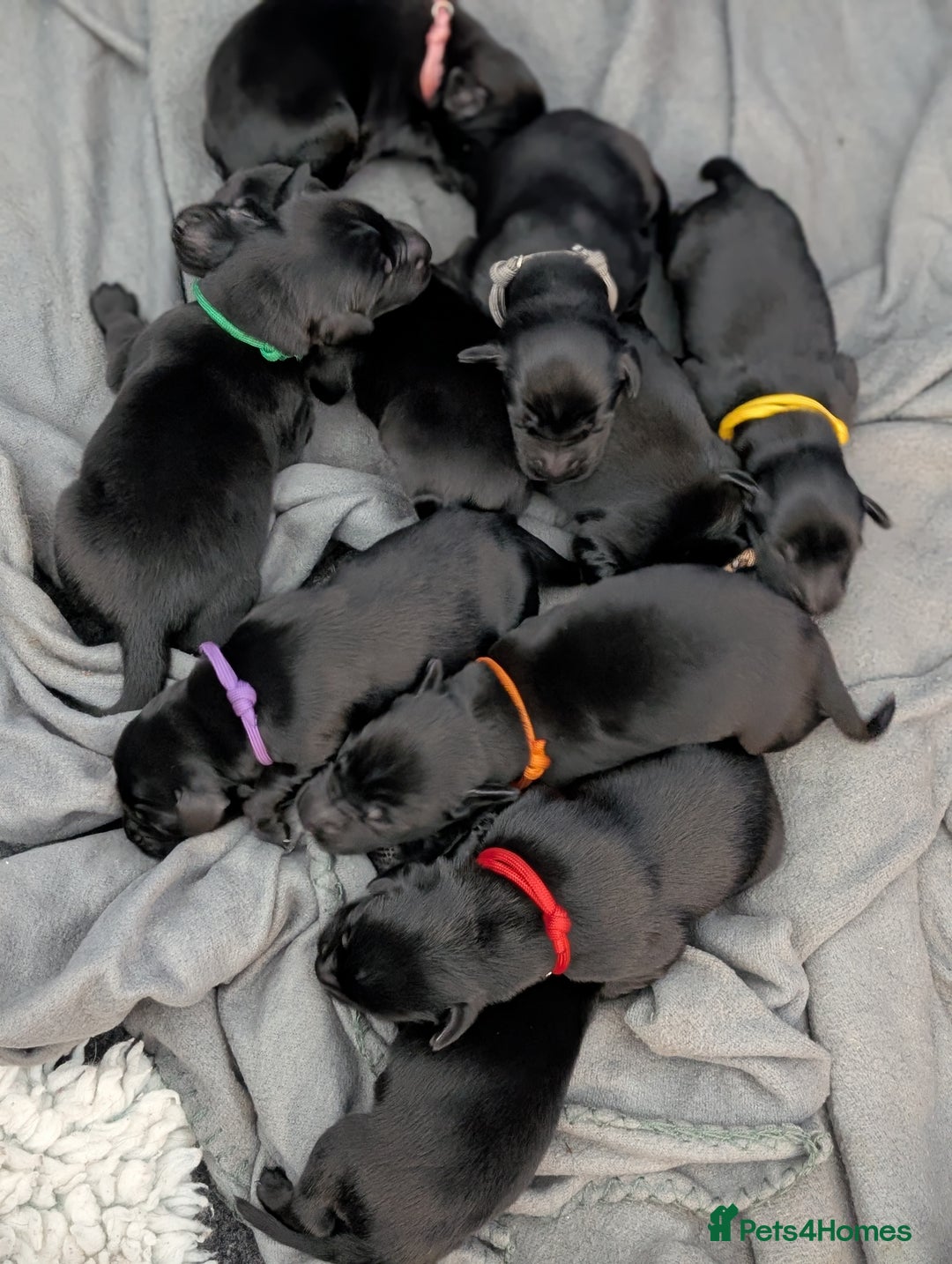 Flat coated Retriever dogs for sale: KC Flat Coated Retriever Puppies - Image 4