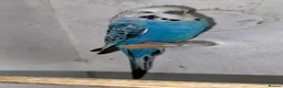 Budgerigars birds for sale: Budgies for sale  in Spalding - Advert 27