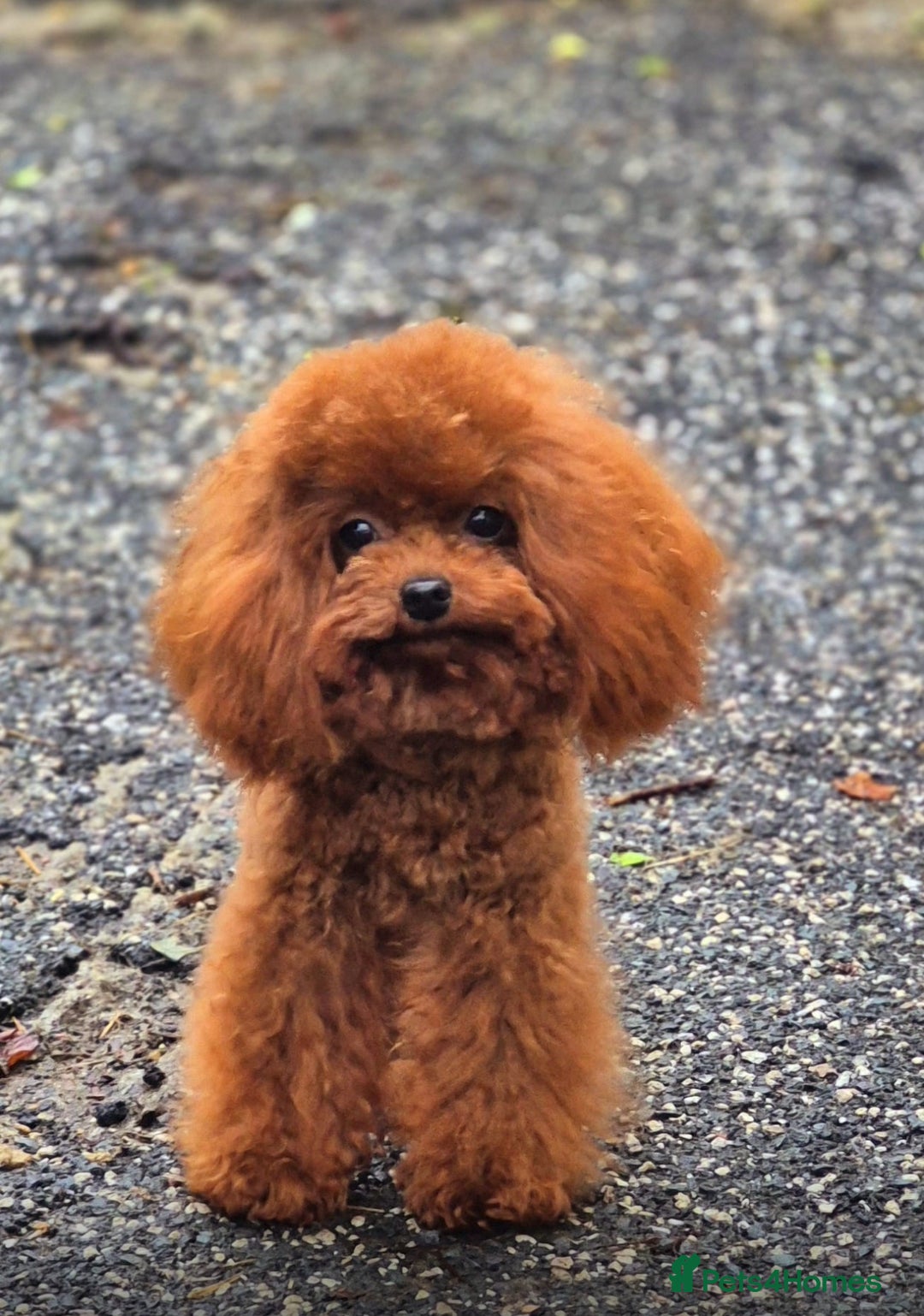 Toy Poodle dogs for sale: Asian x toy poodles available  - Advert 12