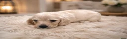 Miniature Dachshund dogs for sale: Exceptional KC Reg Miniature L/H Dachshund Puppies - Advert 3