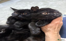 British Shorthair cats for sale: Full British short hair kittens - Advert 7