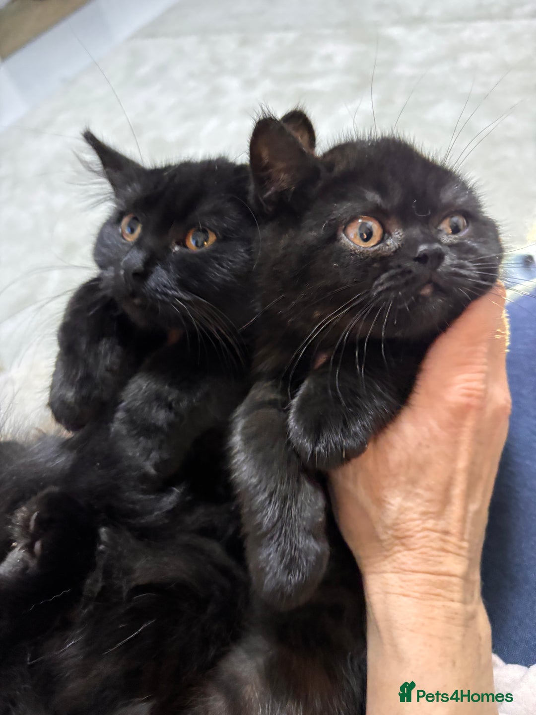 British Shorthair cats for sale: Full British short hair kittens - Advert 7