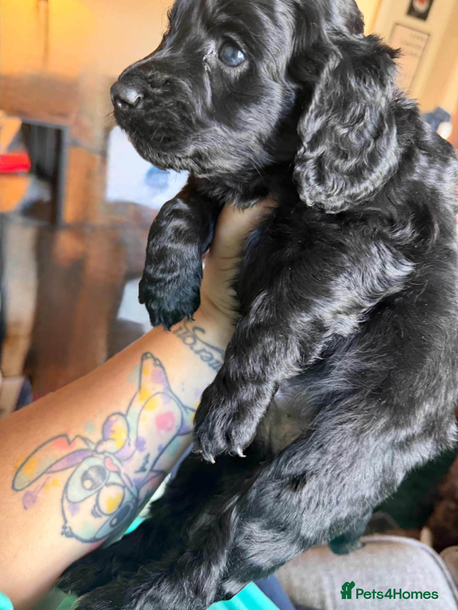 Cockapoo dogs for sale: Beautiful cockapoos - Advert 3
