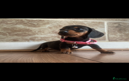 Miniature Dachshund dogs for sale: True miniature’s dapples & chocolate 🤎 - Image 12