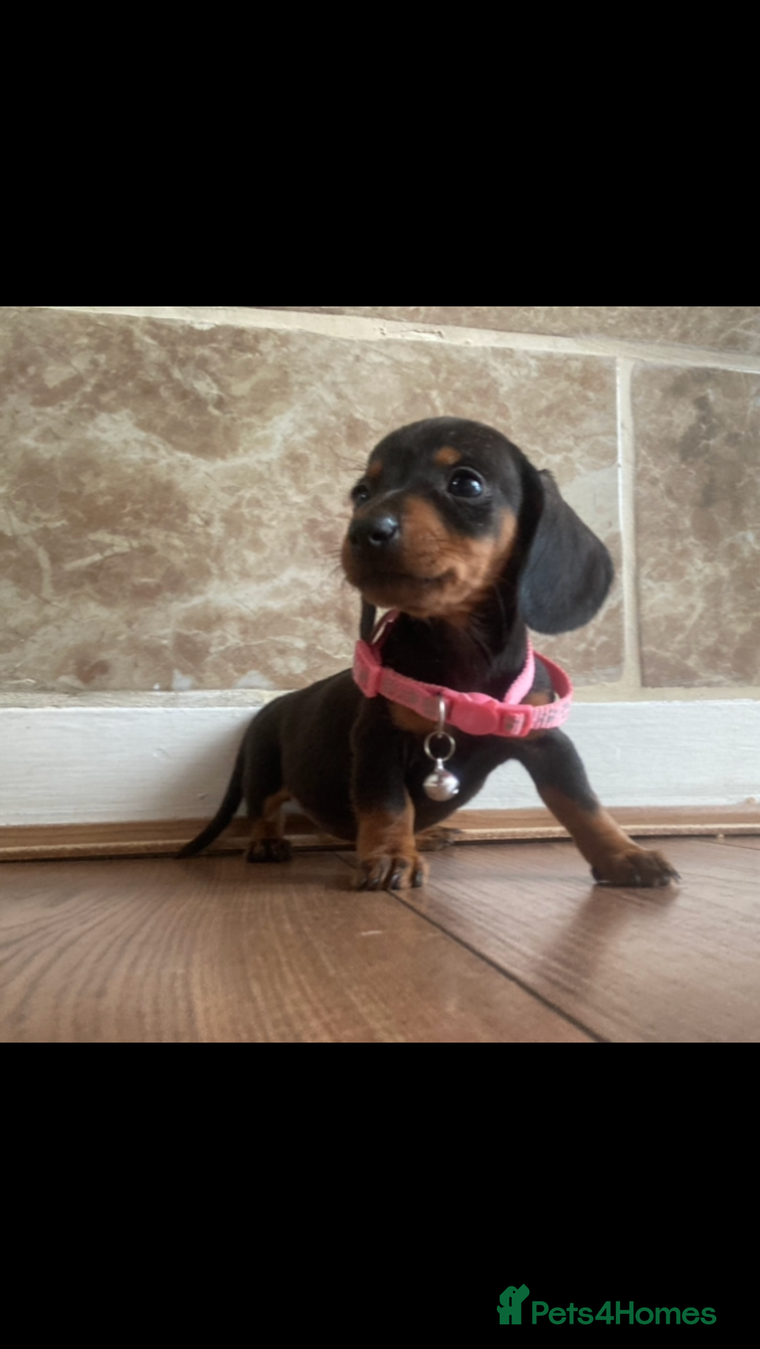 Miniature Dachshund dogs for sale: True miniature’s dapples & chocolate 🤎 - Image 12