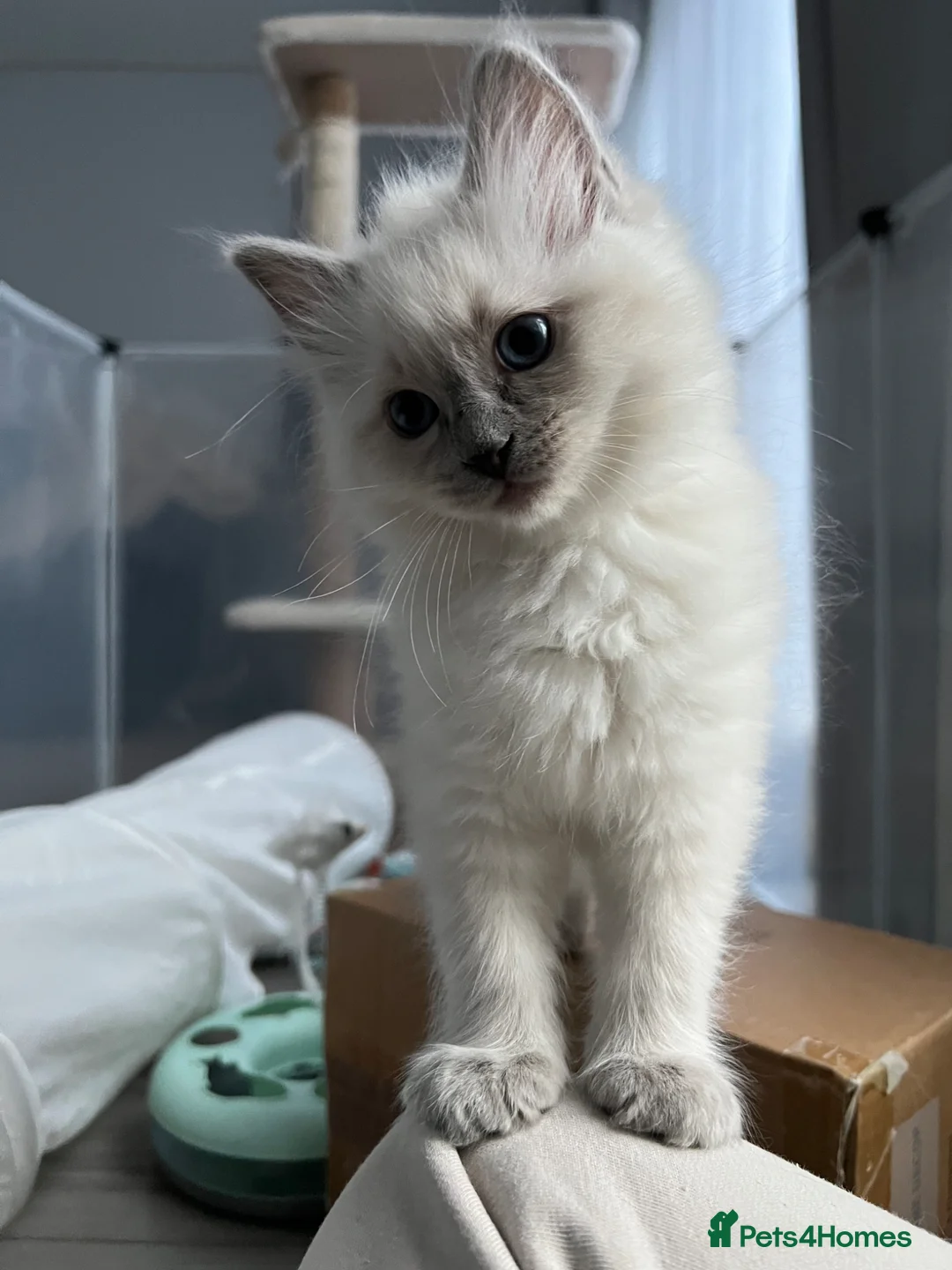 Ragdoll cats for sale: 🩵 READY NOW blue colourpoint ragdoll GIRL 🩵 - Advert 2