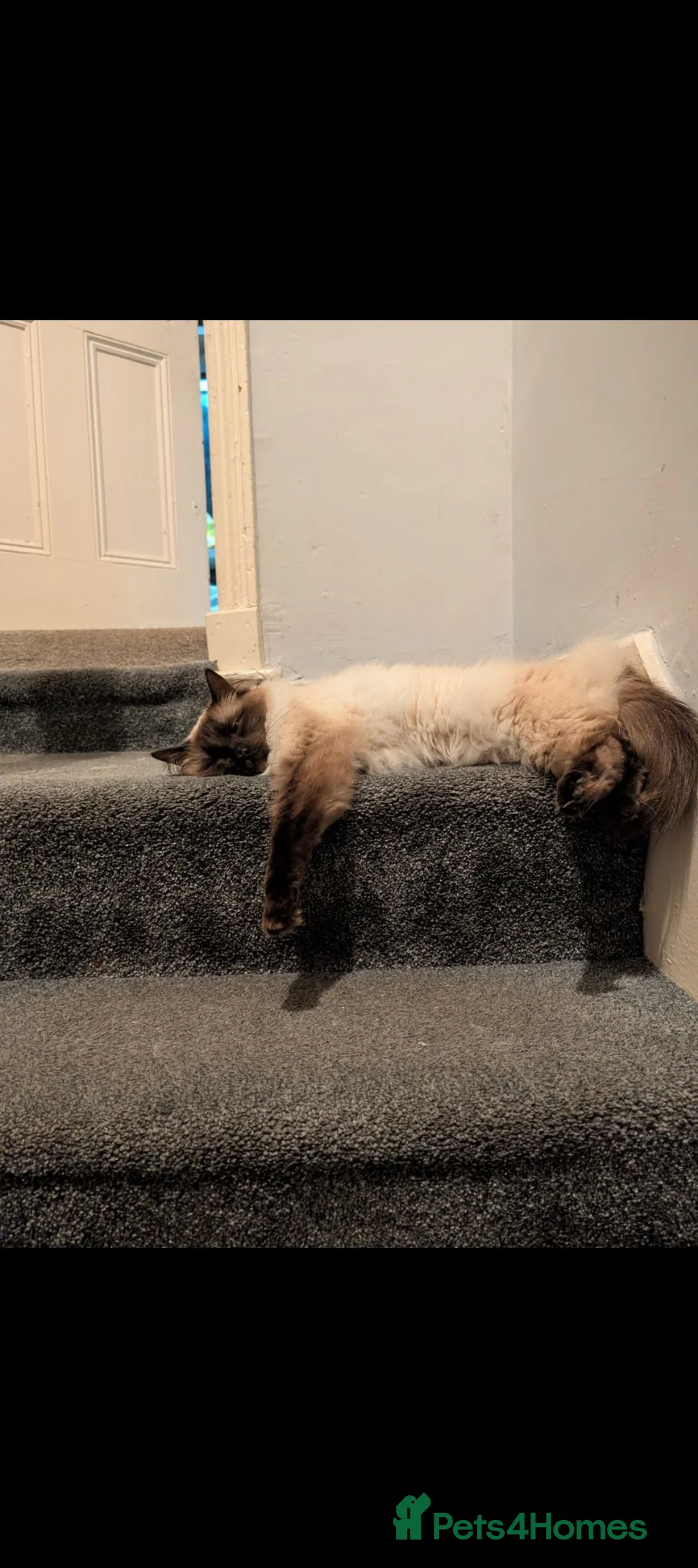 Ragdoll cats for sale: Beautiful female ragdoll  - Advert 2