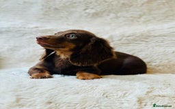 Miniature Dachshund dogs for sale: Chocolate & Tan Miniature Longhaired Dachshund - Image 1