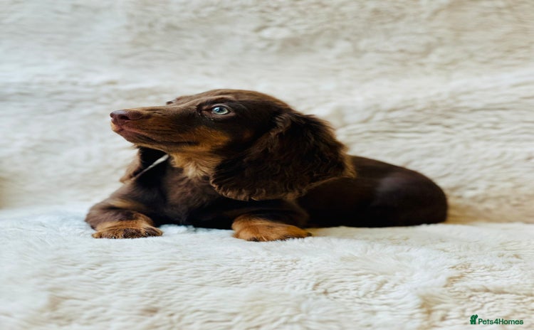 Miniature Dachshund dogs - Advert 13