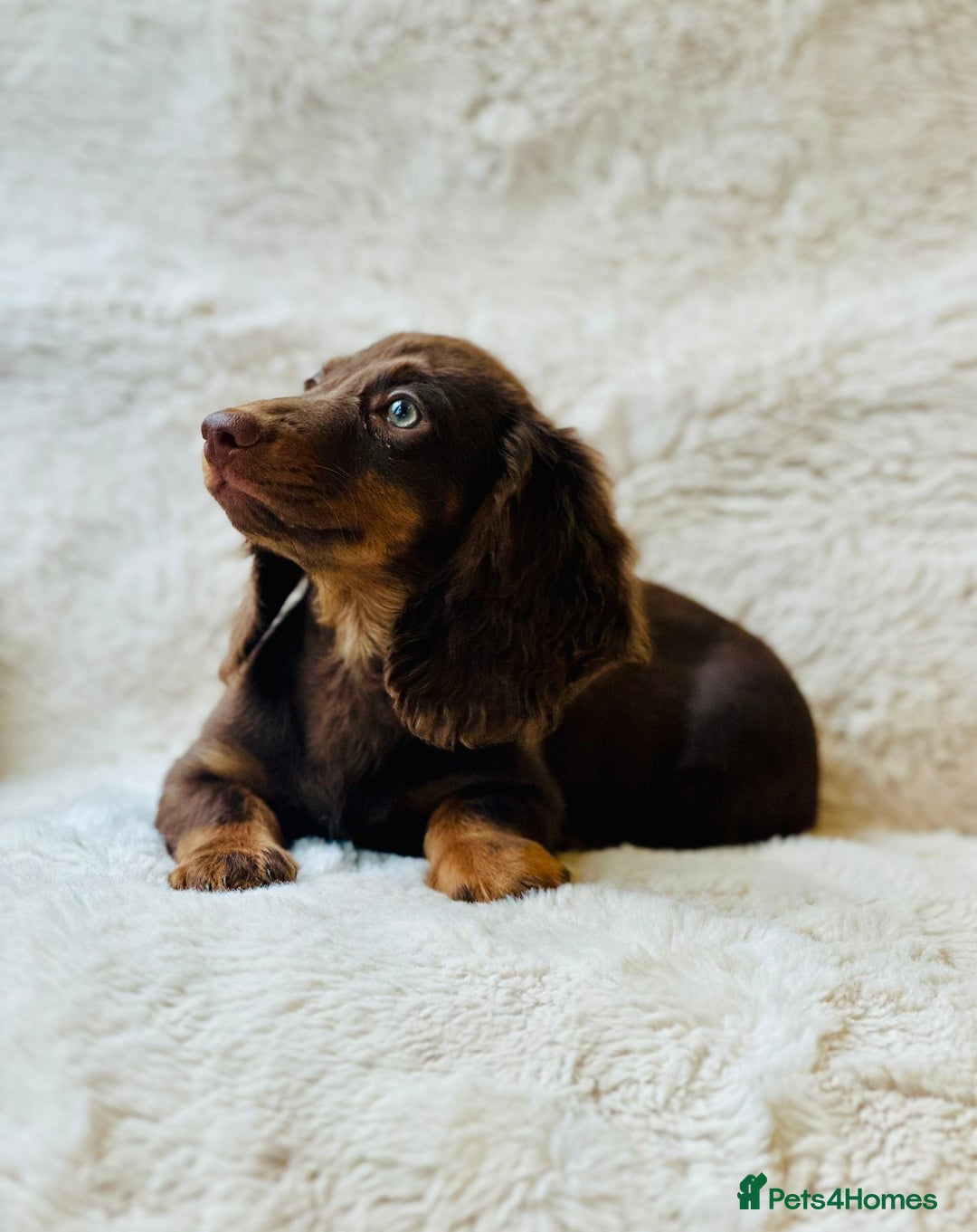 Miniature Dachshund dogs for sale: Chocolate & Tan Miniature Longhaired Dachshund - Image 1