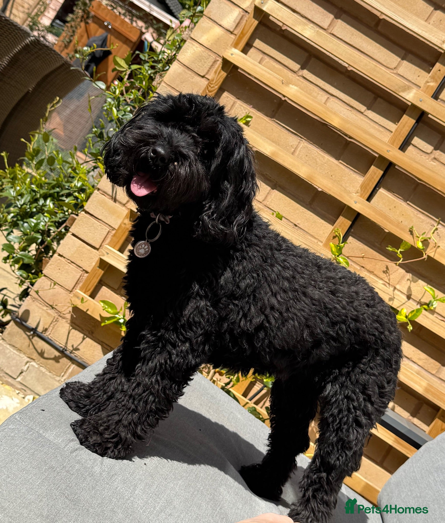 Mixed Breed dogs Labradoodle Puppies DUE towards end of Oct 2026 - Advert 1