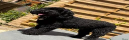 Mixed Breed dogs for sale: Labradoodle Puppies DUE towards end of Oct 2026 - Advert 1
