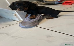 Miniature Dachshund dogs for sale:  Beautiful cute Miniatures dachshund  in Liverpool - Image 7
