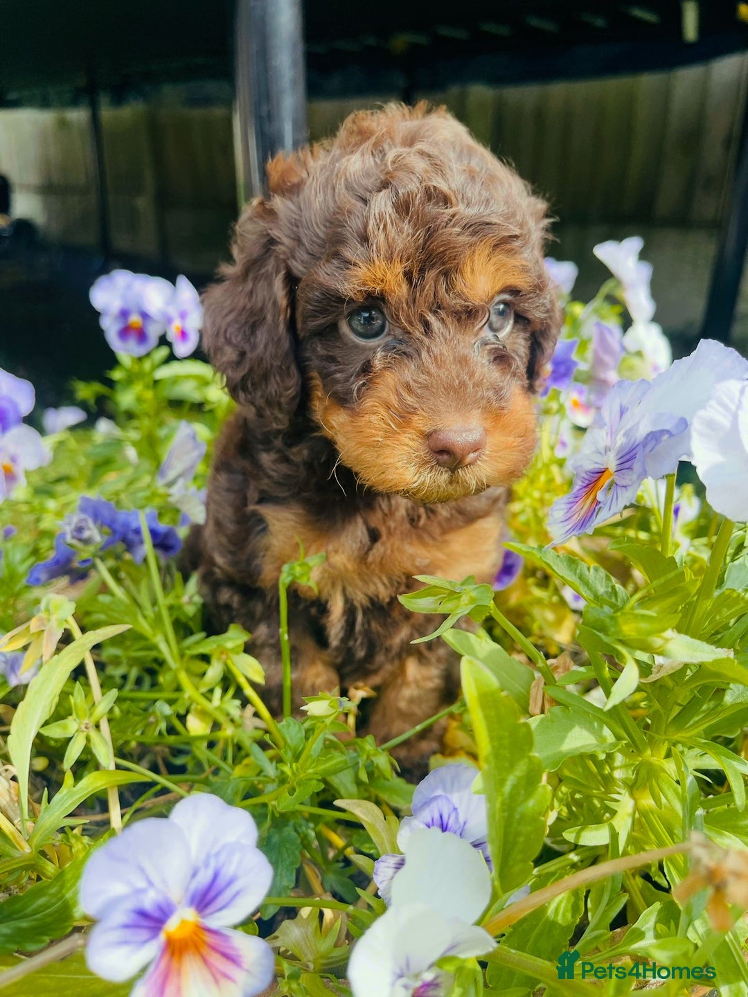 Cockapoo dogs for sale: Exceptional F2 cockapoo puppies available - Image 5