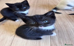 Mixed Breed cats for sale: Kittens seeking 5⭐️ forever homes - Image 18