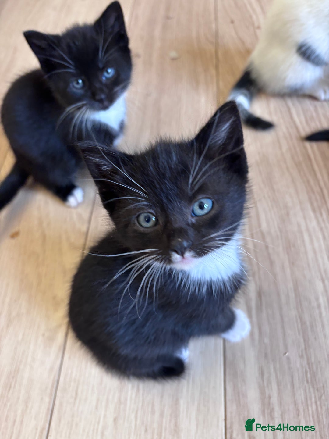 Mixed Breed cats for sale: Kittens seeking 5⭐️ forever homes - Image 18