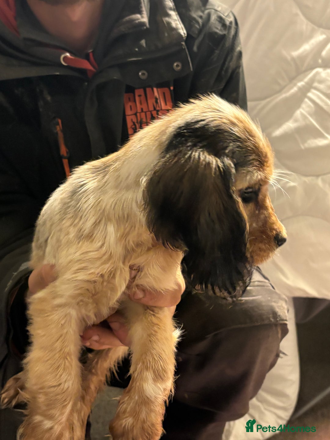 Cocker Spaniel dogs for sale: Show cocker spaniel puppies - Advert 4