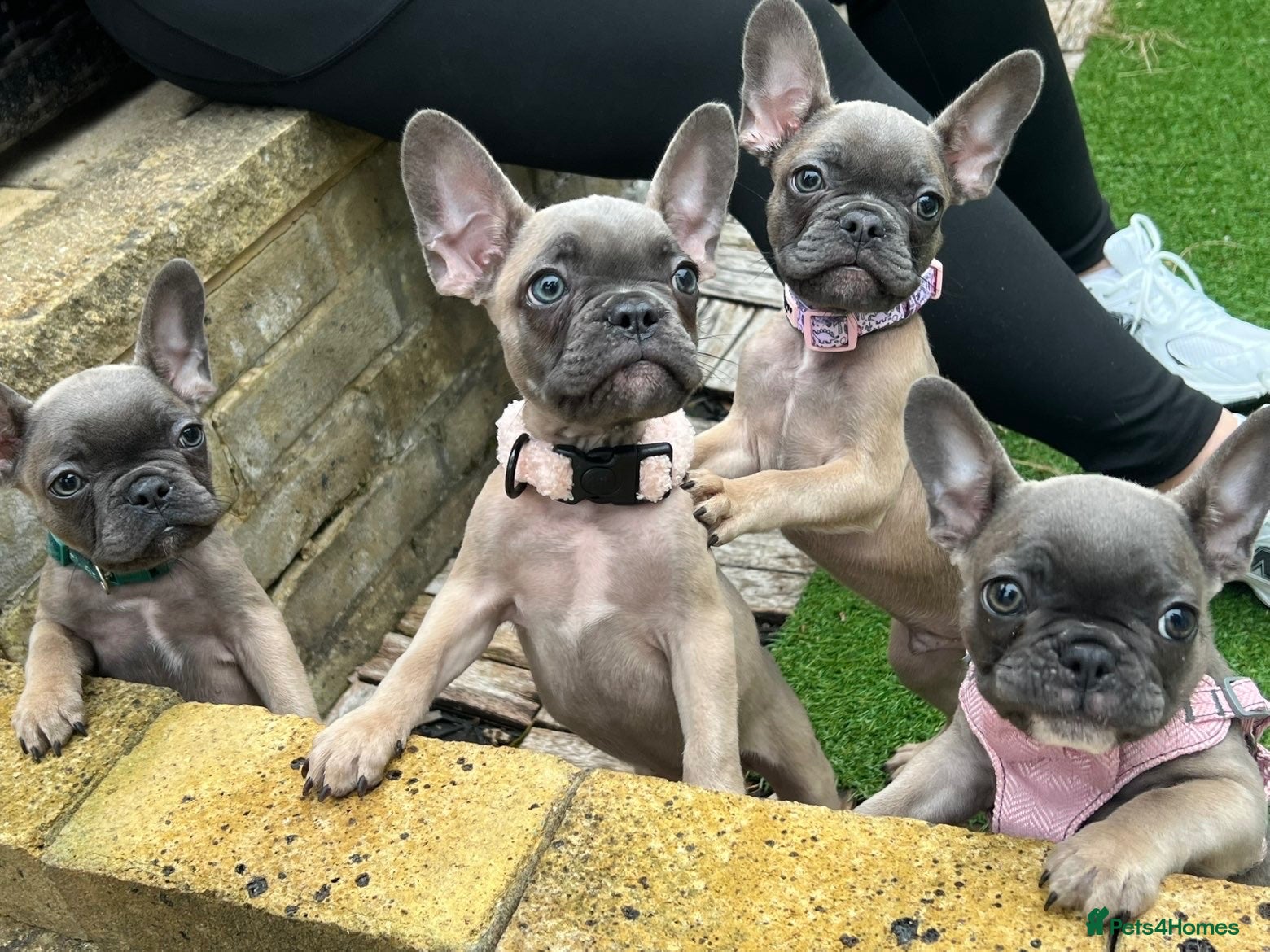 French Bulldog dogs Ready now 3 boys left parents fully health tested  - Advert 15