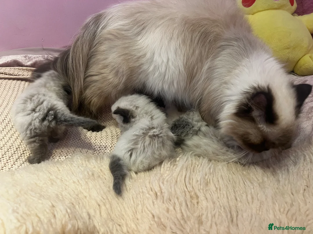 Himalayan cats for sale: Himalayan persian  - Advert 5