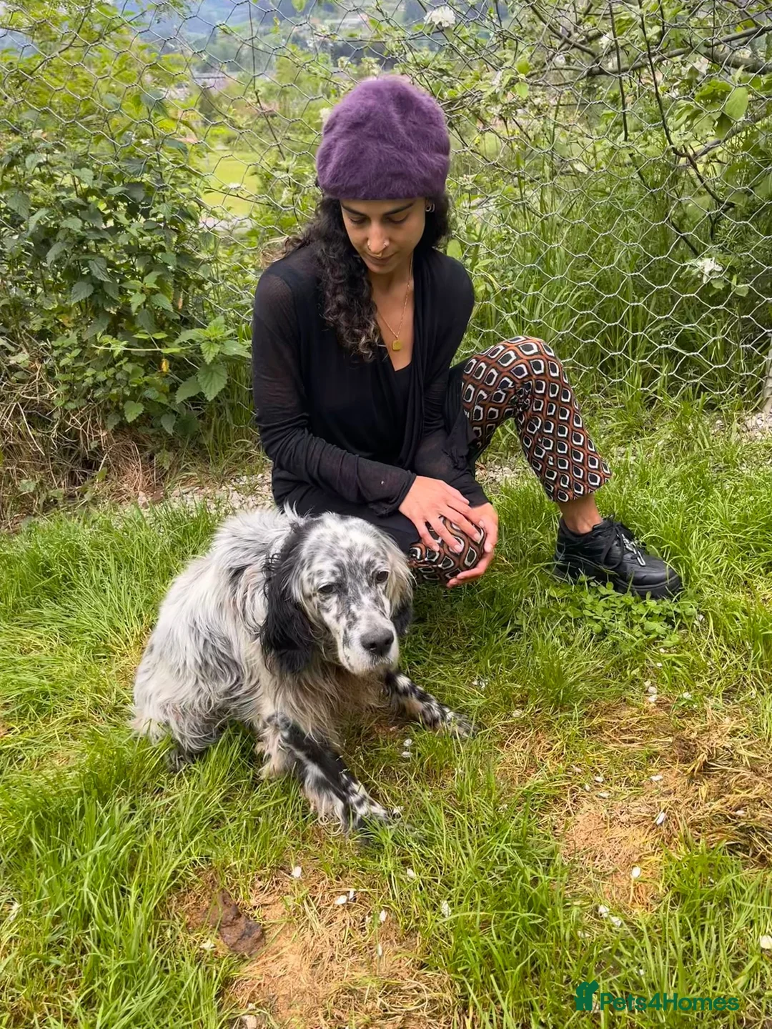 English Setter dogs for adoption: Ter   in Worthing - Advert 2