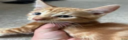 Domestic Shorthair cats for sale: Four beautiful kittens 9 weeks, READY TO GO! - Advert 26
