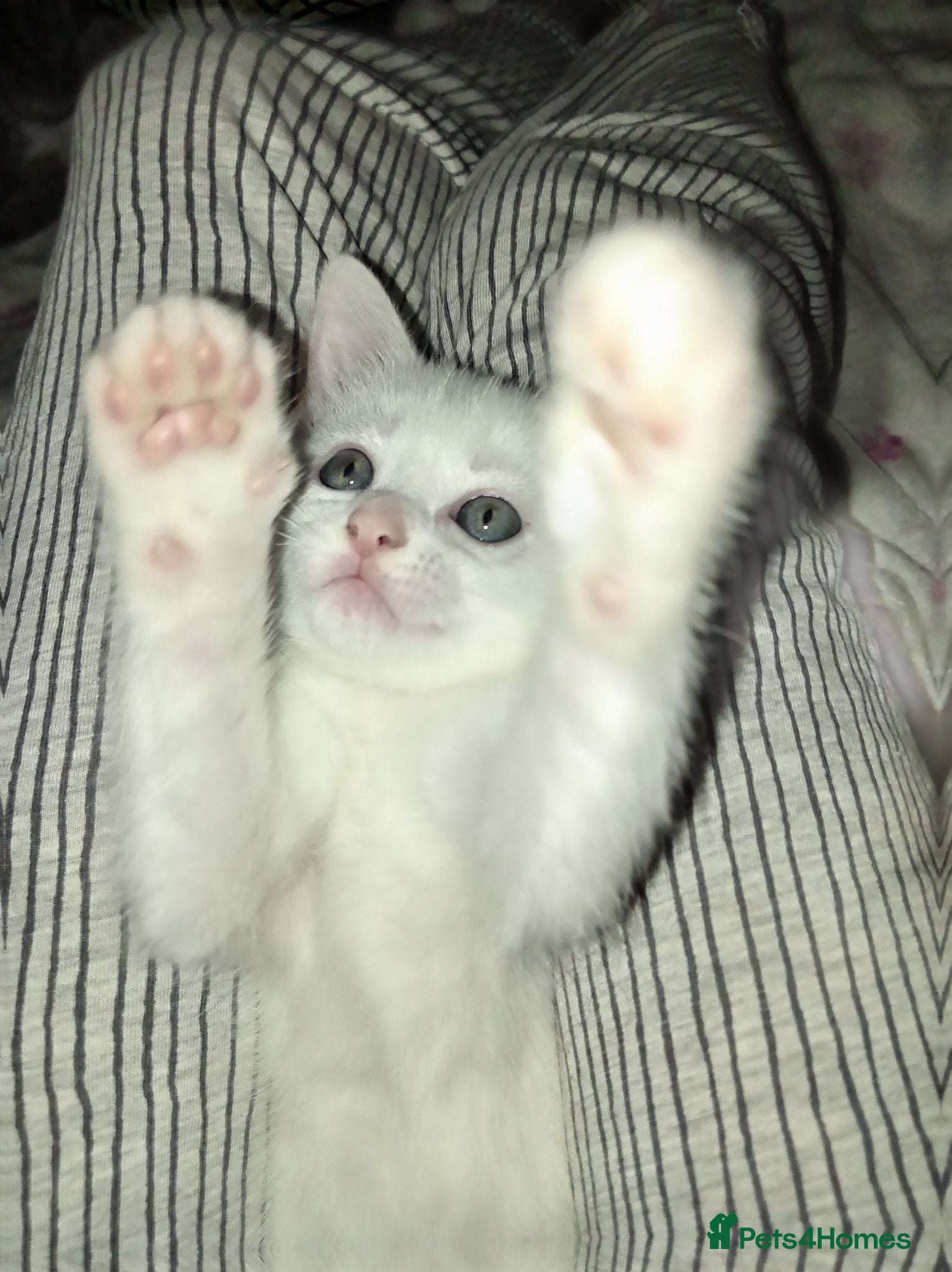 Mixed Breed cats 2 Beautiful Male Kittens - READY TO GO ON TUESDAY - Advert 1