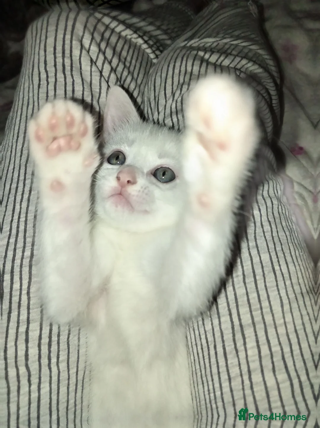 Mixed Breed cats for sale: READY TO GO NOW - 2 beautiful boys ❤️  - Advert 2