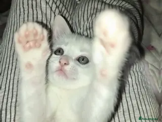Mixed Breed cats 2 Beautiful Male Kittens - READY TO GO ON TUESDAY - Advert 1