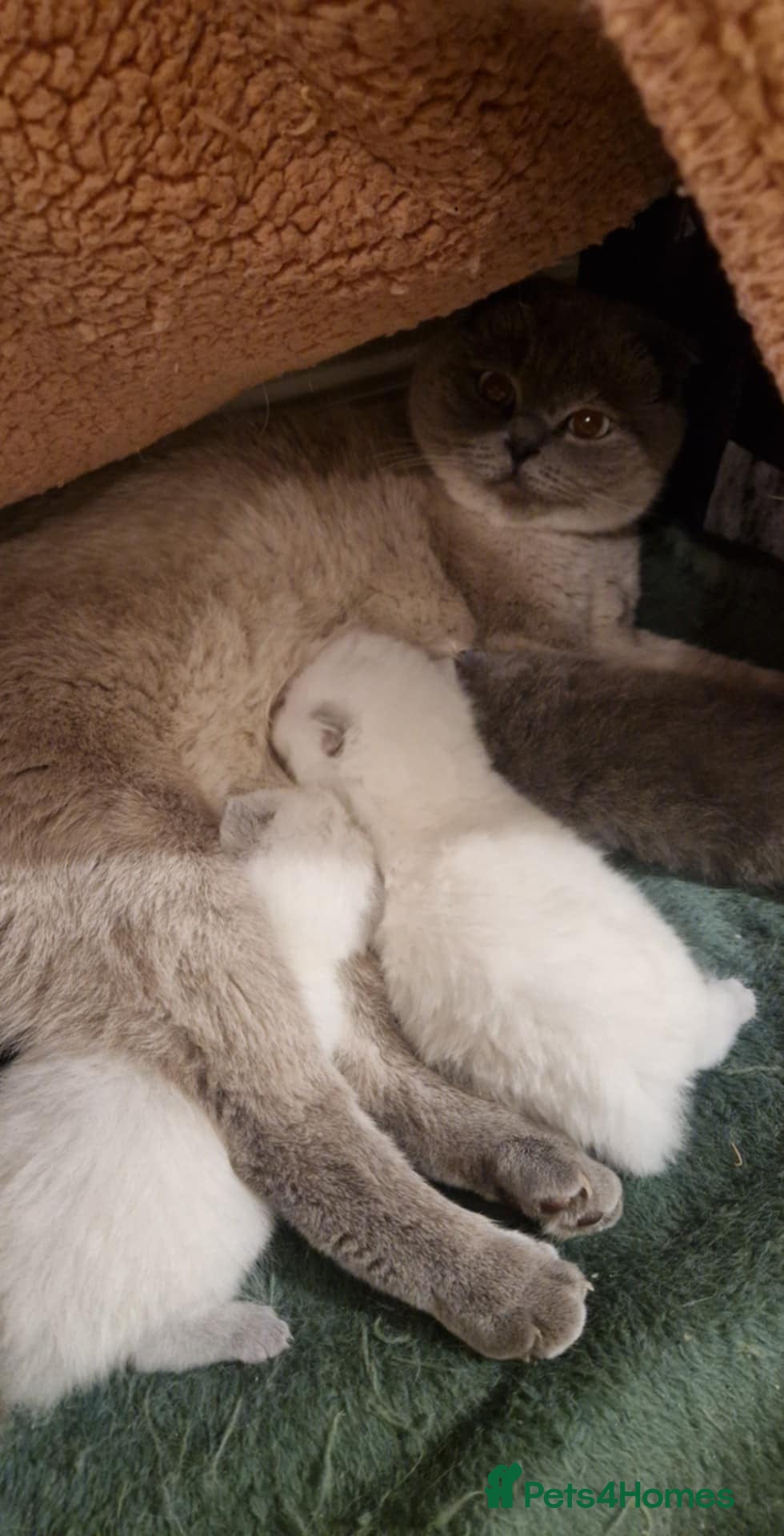Scottish Fold cats for sale: Luna she need new home shortish fold - Advert 2